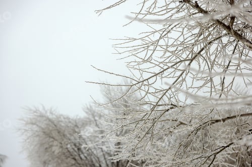 Preview: Bare Tree Branches Against Winter Sky in Snowy Landscape