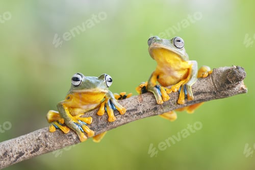 Preview: Two Flying Frog On Tree
