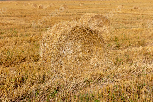 Preview: Yellow grain ready for harvest growing in a farm field