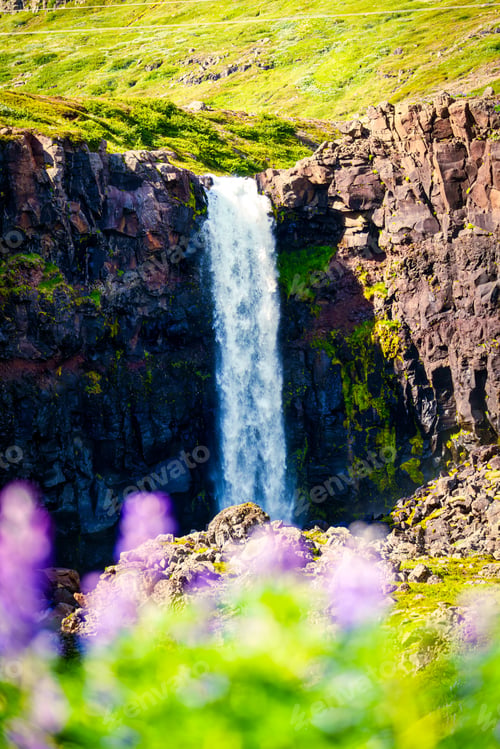 Preview: Budararfoss waterfall flowing in the valley with purple lupine flower blooming during summer