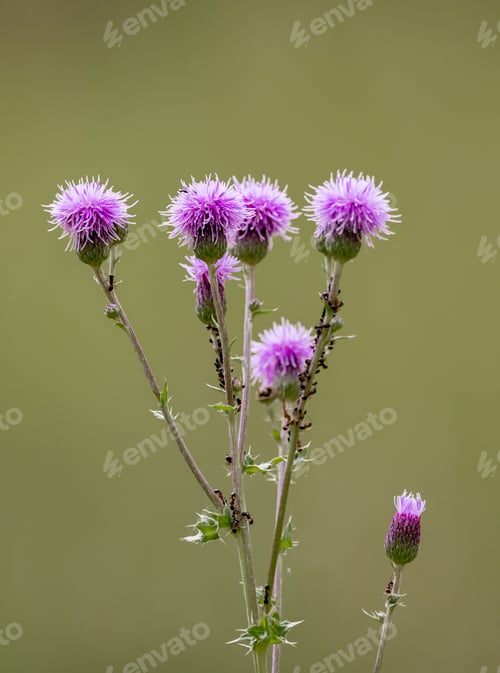 Preview: Flowering Creeping Thistle Plant in Banff National Park Canada