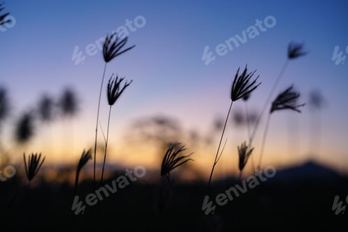 Preview: afternoon vibe