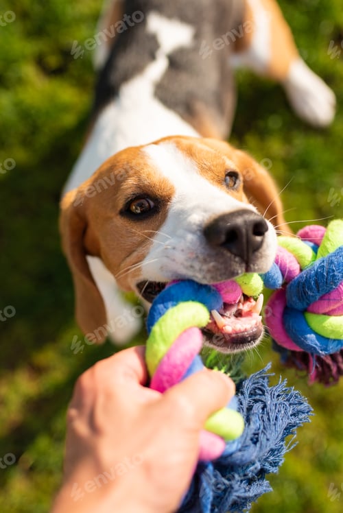 Preview: Dog beagle Pulls Toy and Tug-of-War Game.