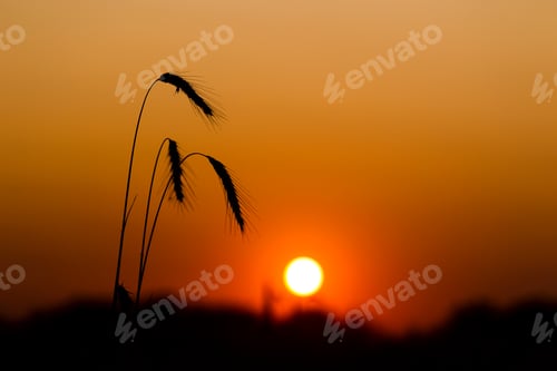 Preview: Spikes of ripe rye on a summer evening