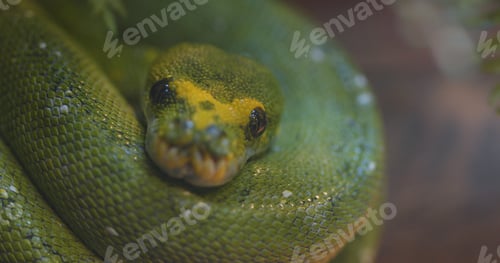 Vista previa: Pitón de árbol verde