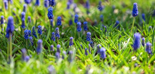 Preview: Blooming grape hyacinths in vibrant green field during spring season outdoors.