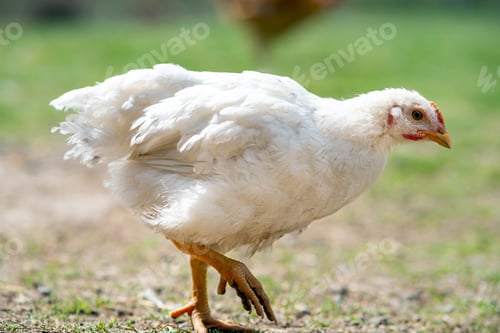 Preview: Hen feed on traditional rural barnyard.