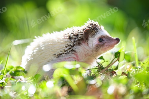 Preview: Small african hedgehog pet on green grass outdoors on summer day. Keeping domestic animals and