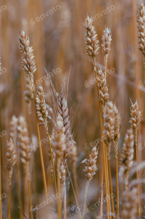 Vista previa: Photo of a wheat field, natural background