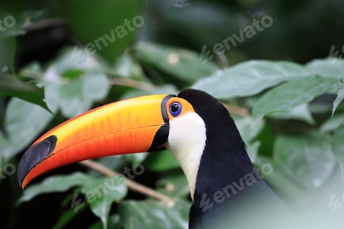 Preview: Beautiful vibrant Tucan perched on the tree full of leaves