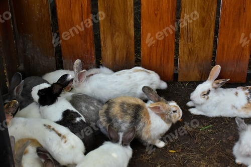 Preview: A portrait of some white, black, black and white spotted baby rabbits eating grass in a wooden cage.
