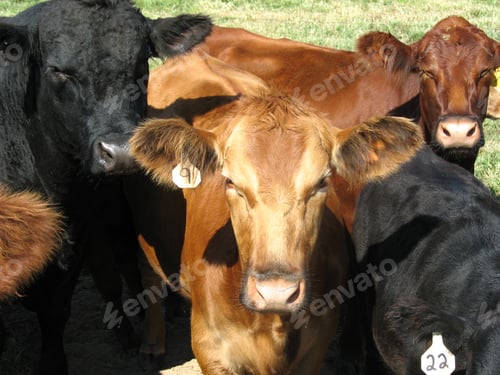 Preview: five cows are together in a field together, with one being followed through the herd