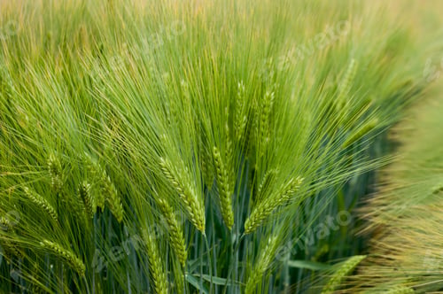 Preview: a barley field with bright green the rich color of spikelets