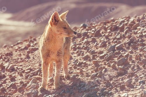 Preview: Fox in Patagonia