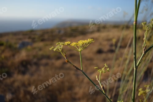 Preview: Selective focus of False fennels in a field under the sunlight in Malta with a blurry background
