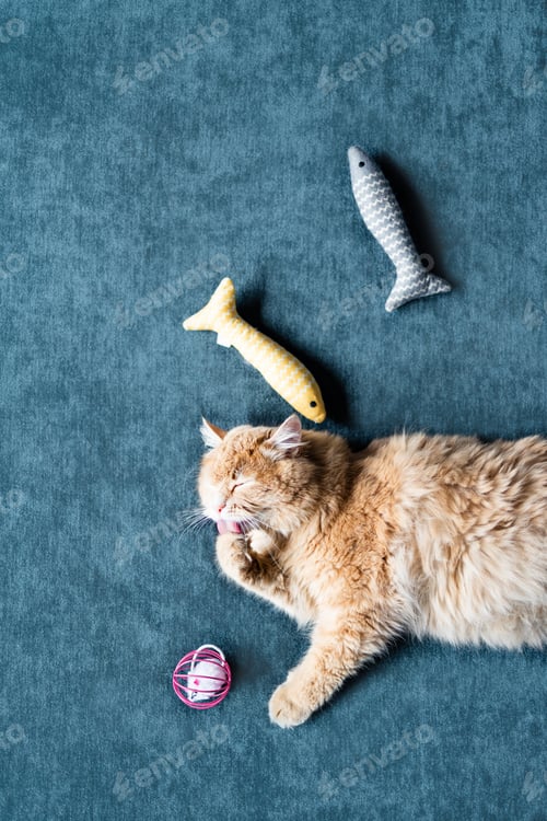Preview: Furry ginger cat catching a toy while laying on the bed at home
