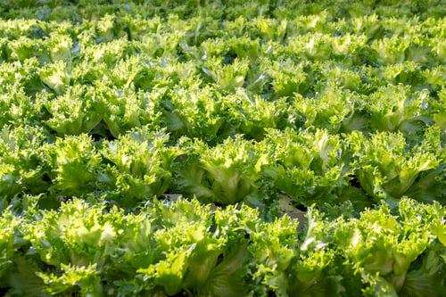 Preview: Frillice lettuce cultivation, grow under controlled condition. Sustainable produce, crop development