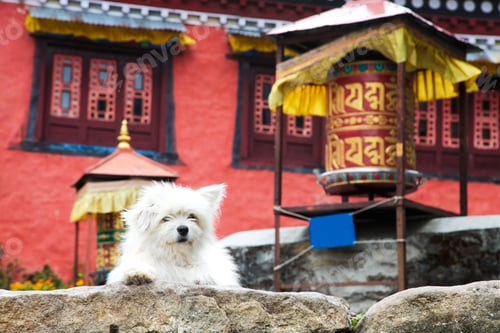 Preview: Cute white dog on steps of the Tibetan monastery
