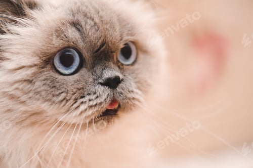 Preview: Scottish long haired cat close up. Domestic breed kitten close up,