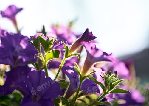 Preview: Close-up view of the purple flower plant