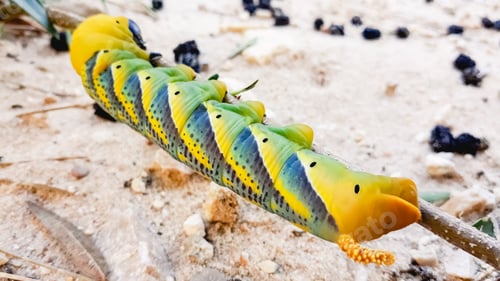 Preview: Caterpillar Acherontia atropos, Death's head hawkmoth, found on the Mediterranean coast on a tree.
