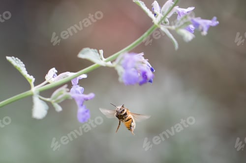 Preview: A bee in flight