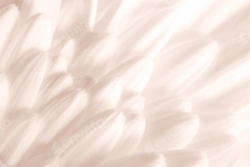 Preview: Gerbera petals macro shot