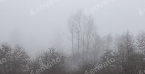 Preview: Canadian rain forest with green trees. Early morning fog in winter season