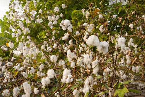 Preview: Selective focus shot of gossypium herbaceum commonly known as levant cotton