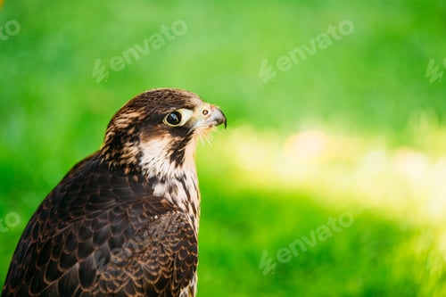 Preview: Peregrine Falcon - Falco Peregrinus, Also Known As The Peregrine