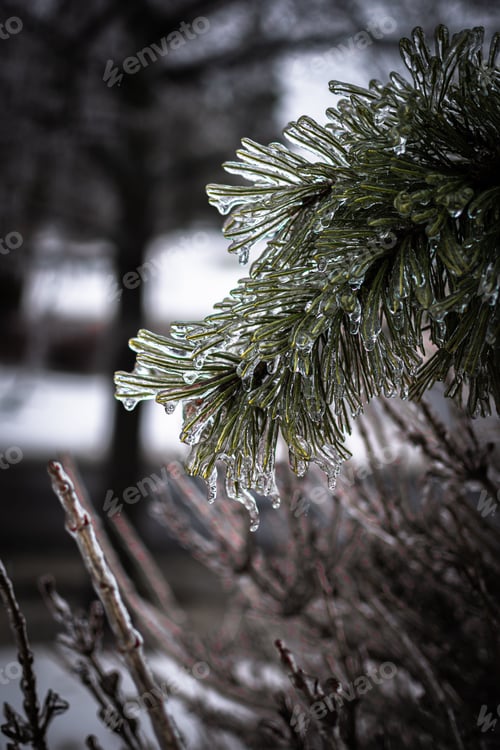 Preview: Close-up of icy pine needles with a blurred winter background.