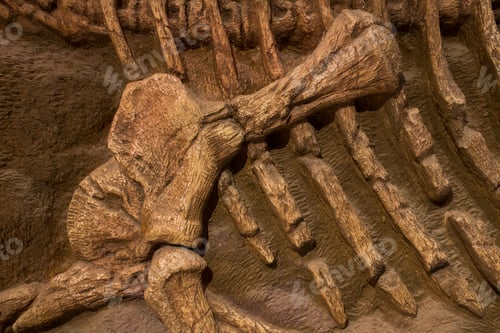 Preview: Dinosaur fossil