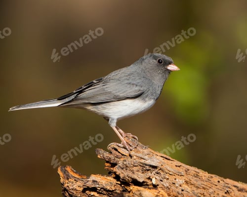 Preview: Dark-eyed junco perched in nature.