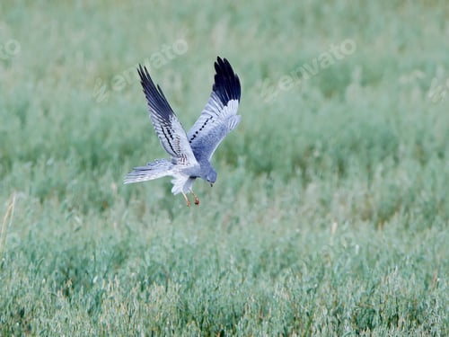 Preview: Montagus harrier (Circus pygargus)