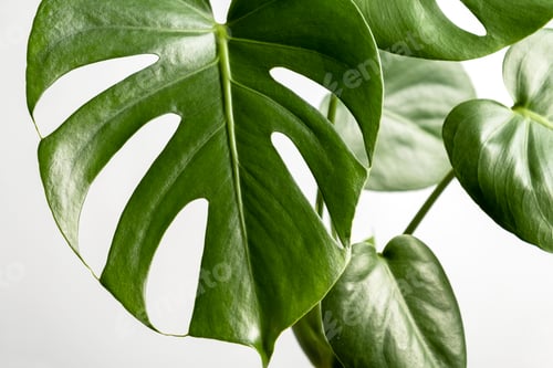 Preview: Close-up of the leaves of an exotic houseplant monstera creeper.