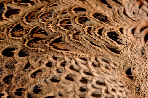 Preview: Close up of Female Golden Pheasant or 'Chinese Pheasant', Chrysolophus pictus, feathers