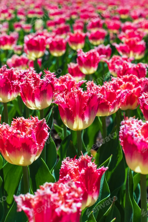 Preview: Red tulips in park. Flowers in garden in spring season. Natural background