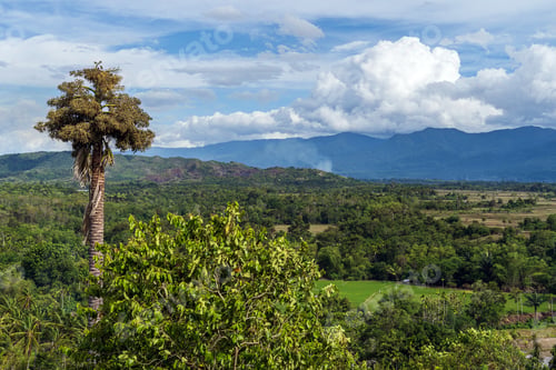 Preview: Palm trees in the landscape in Aceh, Indonesia