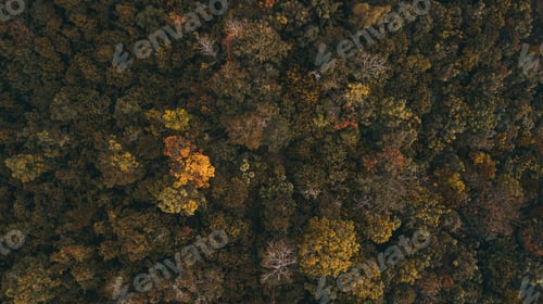 Preview: Aerial top view forest tree, Rainforest ecosystem and healthy environment concept and background.