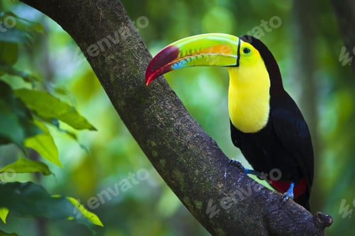 Preview: toucan, bird, colours, tropics