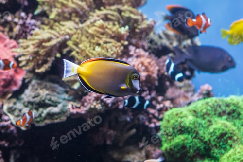 Preview: Fish