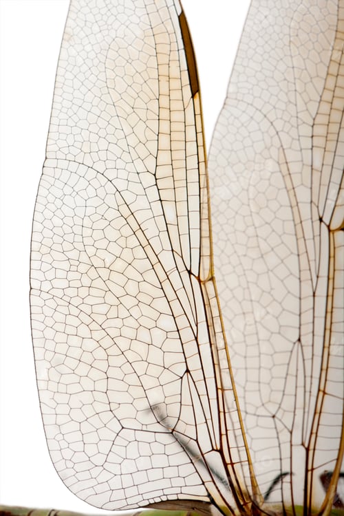 Preview: Close-up of old Emperor dragonfly wings, Anax imperator, in front of white background