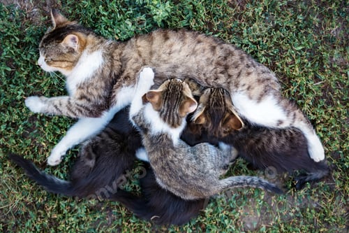 Preview: Mother cat feeding her kitten children outdoors