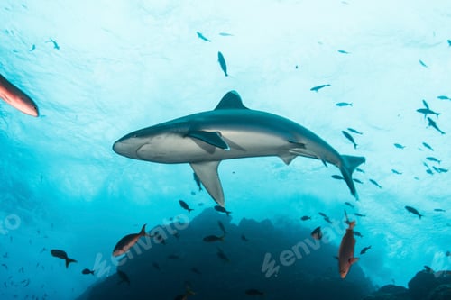 Preview: Sharks swimming in sea, Socorro, Baja California
