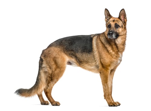 Preview: German Shepherd standing, isolated on white