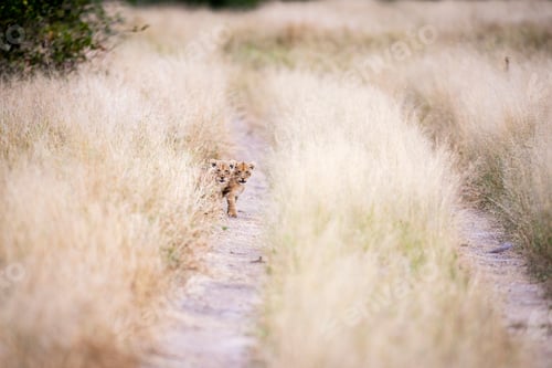 Preview: Two lion cubs, Panthera leo, look down a dirt track through long yellow grass.