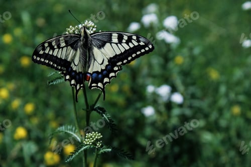Preview: Butterfly Swallowtail