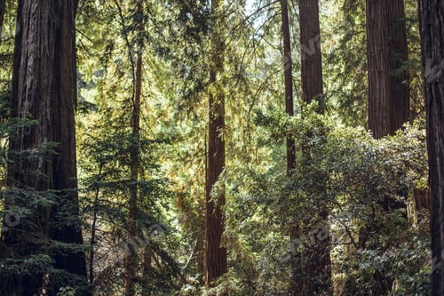 Preview: High green trees in forest in summer