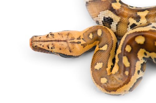 Preview: Sumatran Short Tail Python isolated on white background