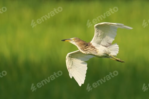 Preview: Chinese Pond Heron soaring through a lush green grassy meadow, with a blue sky in the background